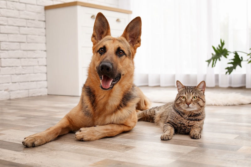 A German Shepherd and a tabby cat are lying side by side on a wooden floor in a bright and modern room, exuding harmony and companionship - pet dental care