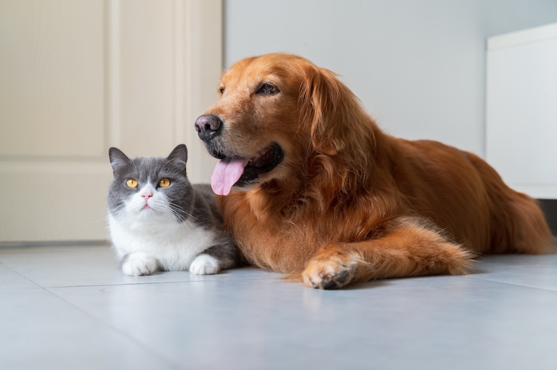 A golden retriever and a gray cat lying side by side on the floor - Veterinarian Elk Grove CA A golden retriever and a gray cat lying side by side on the floor - Veterinarian Elk Grove CA