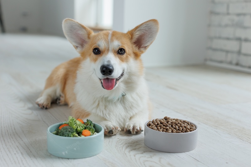 A cheerful corgi lies on a light wood floor beside bowls of kibble and fresh vegetables, smiling with its tongue out - pet dental care