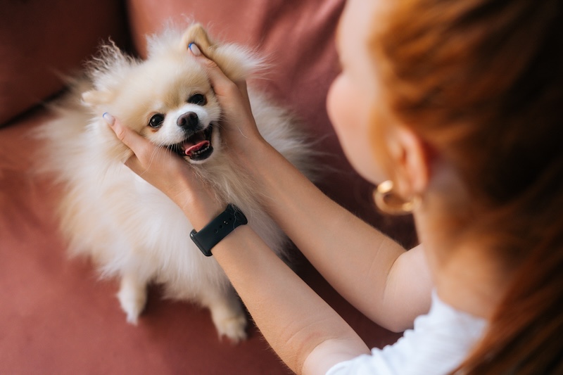 A woman gently holds the fluffy cheeks of a small, smiling Pomeranian dog, sitting on a cozy surface - veterinary surgery