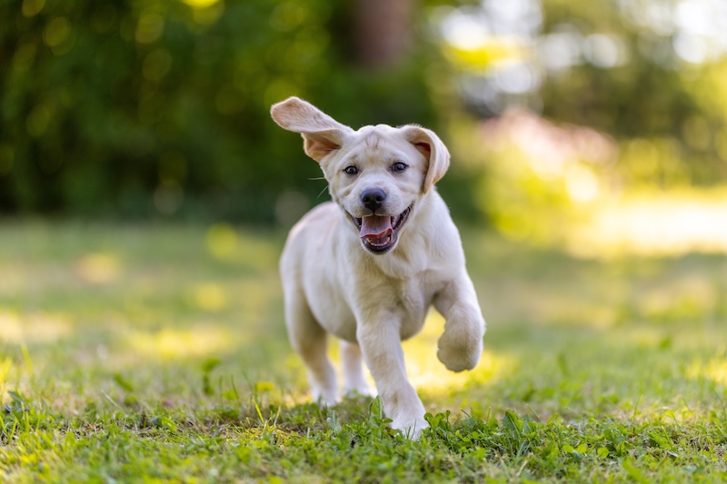 A playful Labrador puppy runs joyfully across a grassy field with one ear flopping up - veterinary surgery