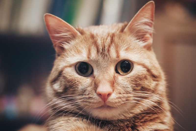 A close-up of an orange tabby cat with wide, expressive eyes and soft whiskers, sitting indoors with a blurred background - pet dental care