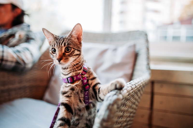 A tabby cat wearing a purple harness sits alertly on a wicker chair in a cozy, well-lit room - veterinary surgery