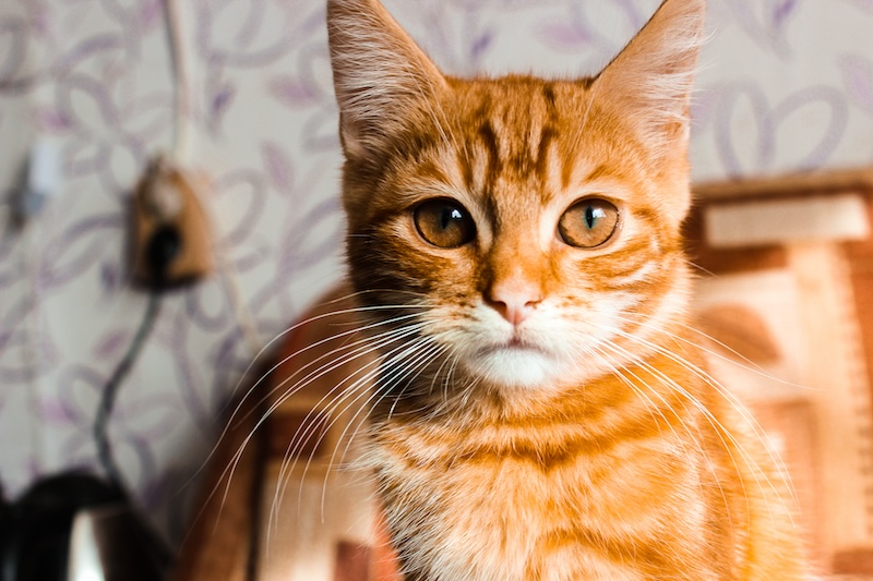 Pet Urgent Care in Elk Grove, CA Pet Urgent Care in Elk Grove, CA