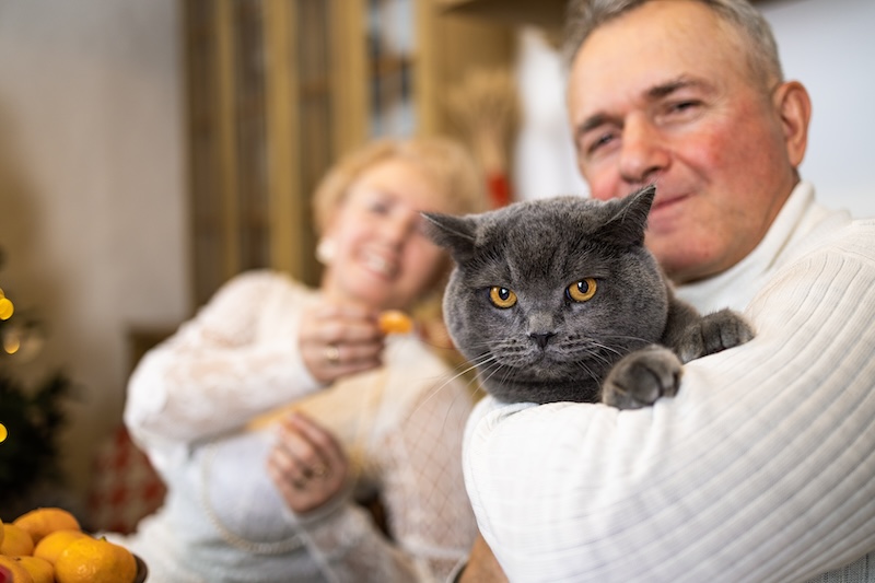 An older man holding a gray cat with an intense gaze, while a smiling older woman is blurred in the background, creating a cozy and festive indoor scene - pet dental care