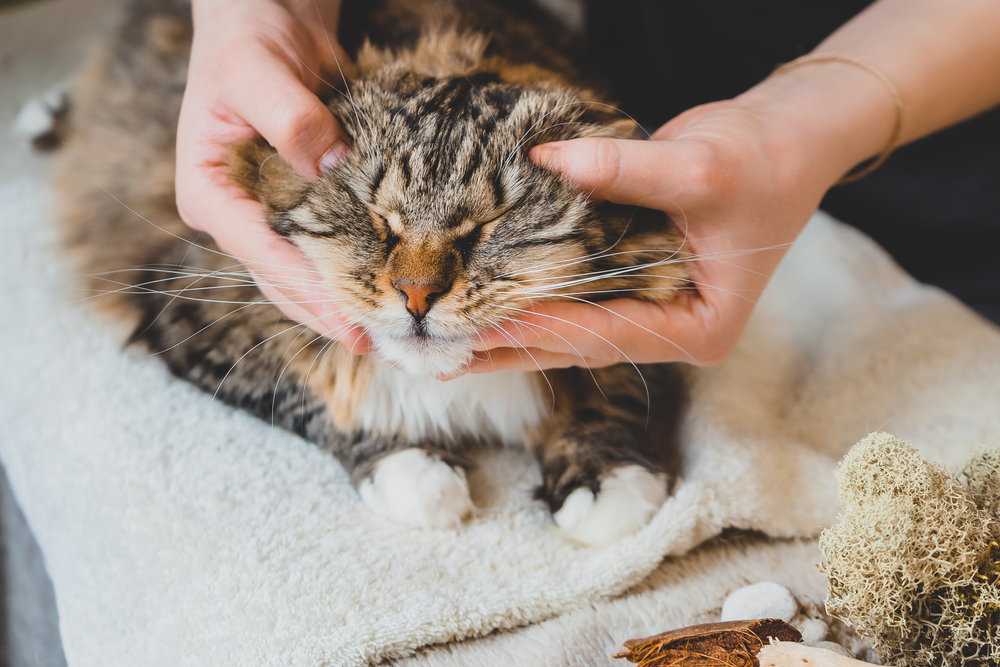 A person gently massaging a relaxed cat’s head, with the cat’s eyes closed in contentment - Veterinarian Elk Grove CA A person gently massaging a relaxed cat’s head, with the cat’s eyes closed in contentment - Veterinarian Elk Grove CA