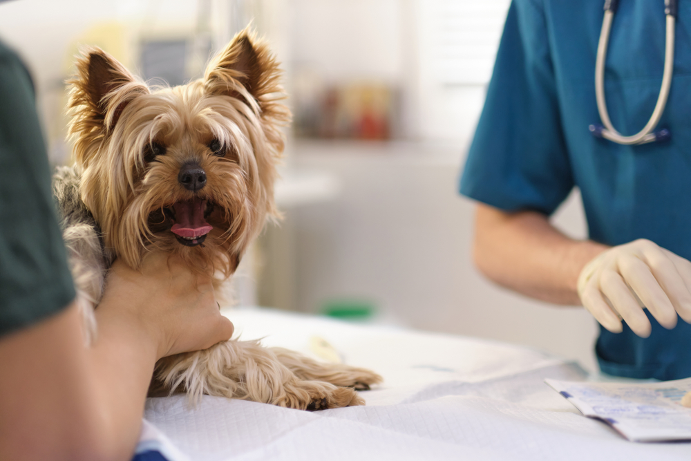 A small dog, likely a Yorkshire Terrier, sits on an examination table while being gently held during a veterinary check-up - Veterinarian Elk Grove CA A small dog, likely a Yorkshire Terrier, sits on an examination table while being gently held during a veterinary check-up - Veterinarian Elk Grove CA